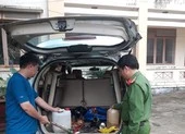 Đi trộm chó bằng ô tô