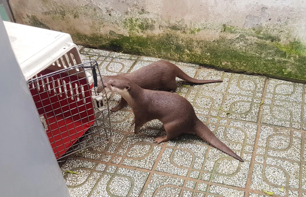 Hai con rái cá sức khỏe tốt. Ảnh: HT Hai con rái cá sức khỏe tốt. Ảnh: HT