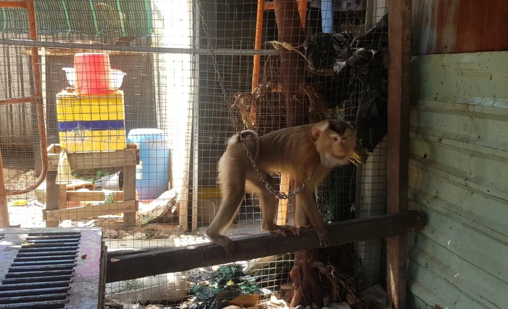 Con khỉ từng một lần sổng chuồng, đi giật thức ăn trên tay trẻ nhỏ. Ảnh: HT