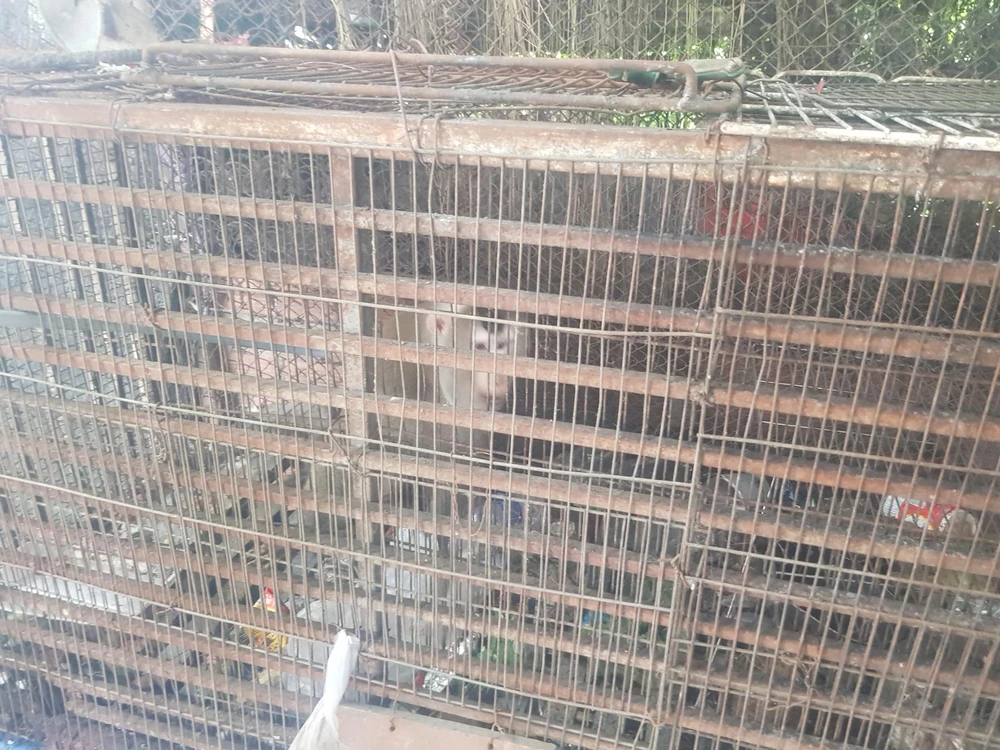 Hai cá thể khỉ được người dân tự nguyện bàn giao sẽ được đưa về trung tâm cứu hộ chăm sóc trước khi thả về tự nhiên. Ảnh: HT
