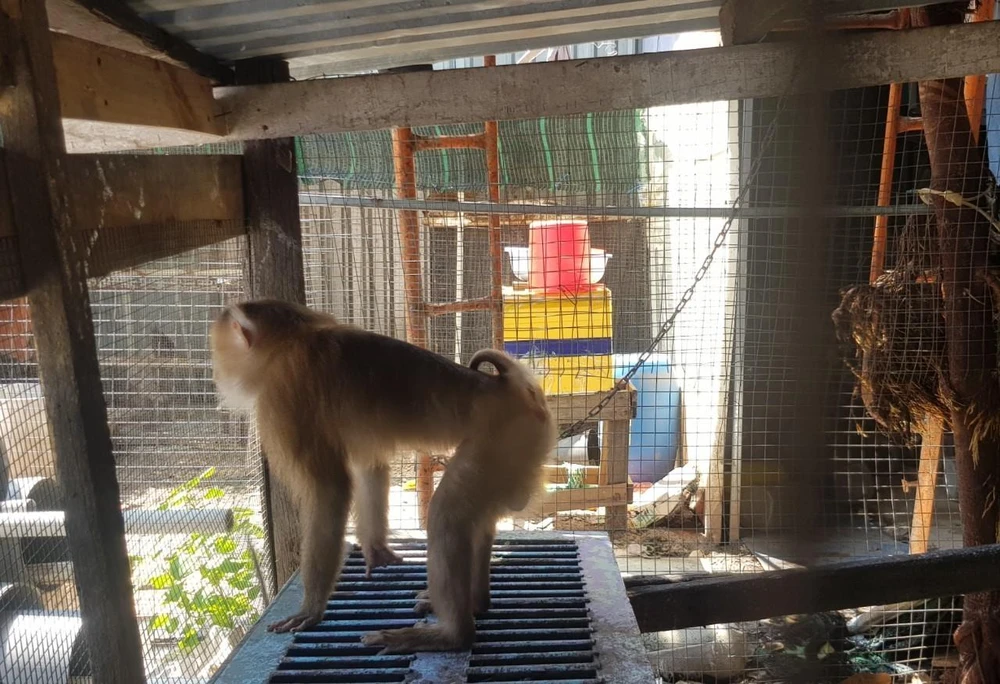 Cá thể khỉ đuôi lợn được người dân bàn giao cho Chi cục Kiểm lâm TP.HCM. Ảnh: HT
