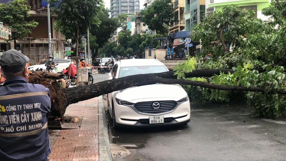 Cây xanh bật gốc, đè trúng xe ô tô trên đường Ký Con, quận 1, TP.HCM. Ảnh: HT