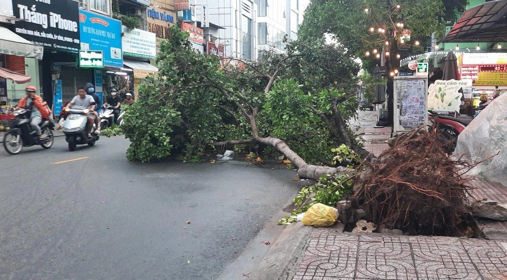 Cây xanh bật gốc trên đường Gò Dầu, quận Tân Phú, TP.HCM trong mưa lớn. Ảnh: HT