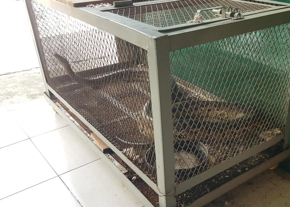 Con trăn gấm nặng khoảng 11kg, dài khoảng 3 mét được người dân bàn giao cho kiểm lâm. Ảnh: HT Con trăn gấm nặng khoảng 11kg, dài khoảng 3 mét được người dân bàn giao cho kiểm lâm. Ảnh: HT