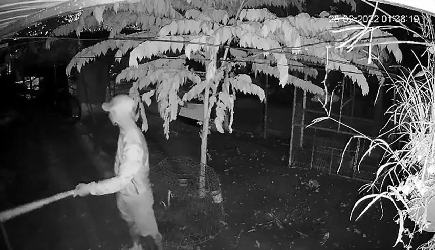 Trong đêm, nhóm này tiếp tục cắt lưới B40, trộm thêm bốn con gà đá. Ảnh chụp từ clip