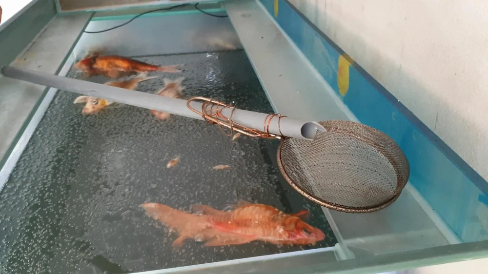 Cá trong bể mà anh Vương nuôi bị chết. Ảnh: NT