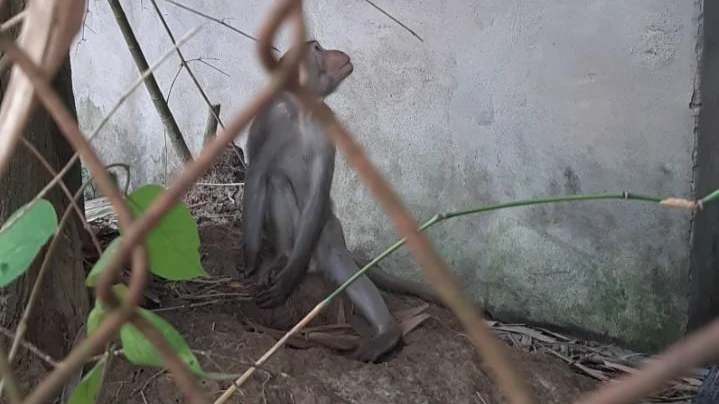 Riêng con khỉ đực nặng chừng 4kg vẫn chưa bắt được. Ảnh: VĐ