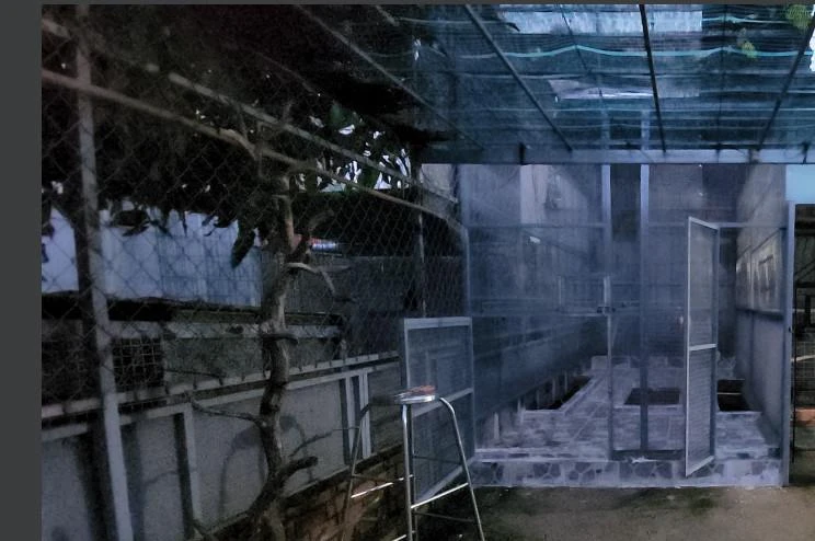 Gia đình bà Chính đã dụ khỉ vào lồng rộng khoảng 8m2 dự định nuôi chim. Ảnh: HT