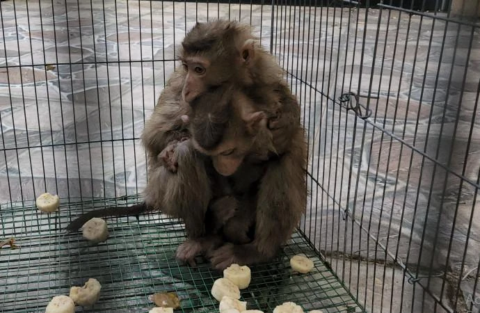 Sức khỏe hai con khỉ ổn định, sau đó được đưa về trung tâm cứu hộ động vật hoang dã chăm sóc trước khi thả về tự nhiên. Ảnh: HT