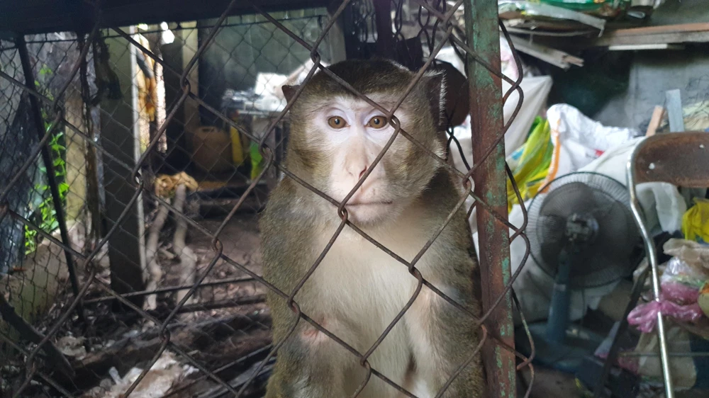 Con khỉ đực được gia đình anh Dũng nuôi đã khoảng tám năm nay. Ảnh: NT