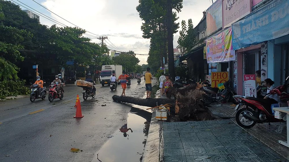 Trên đường Nguyễn Ảnh Thủ, đoạn qua địa bàn xã Bà Điểm, huyện Hóc Môn, nhiều cây dầu cổ thụ bị bật gốc, ngã đổ la liệt. Ảnh: NT