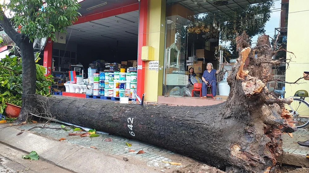 Cây dầu có đường kính gốc hai người ôm, đổ sập xuống, may mắn không có ai bị thương. Ảnh: NT