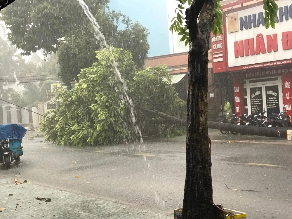 Một cây dầu cao gần 20 m bất ngờ bật gốc, đổ xuống đường trong mưa lớn trên đường Nguyễn Ảnh Thủ, huyện Hóc Môn, chiều 30-8. Ảnh: NT