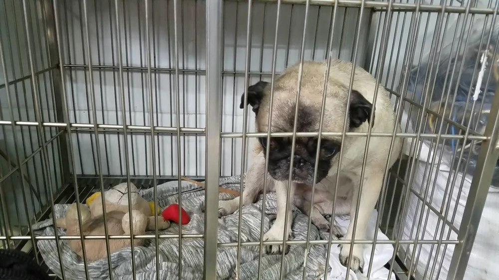 Con chó sau đó được gia đình nhốt lại, không cho chạy ra ngoài. Ảnh: NT Con chó sau đó được gia đình nhốt lại, không cho chạy ra ngoài. Ảnh: NT