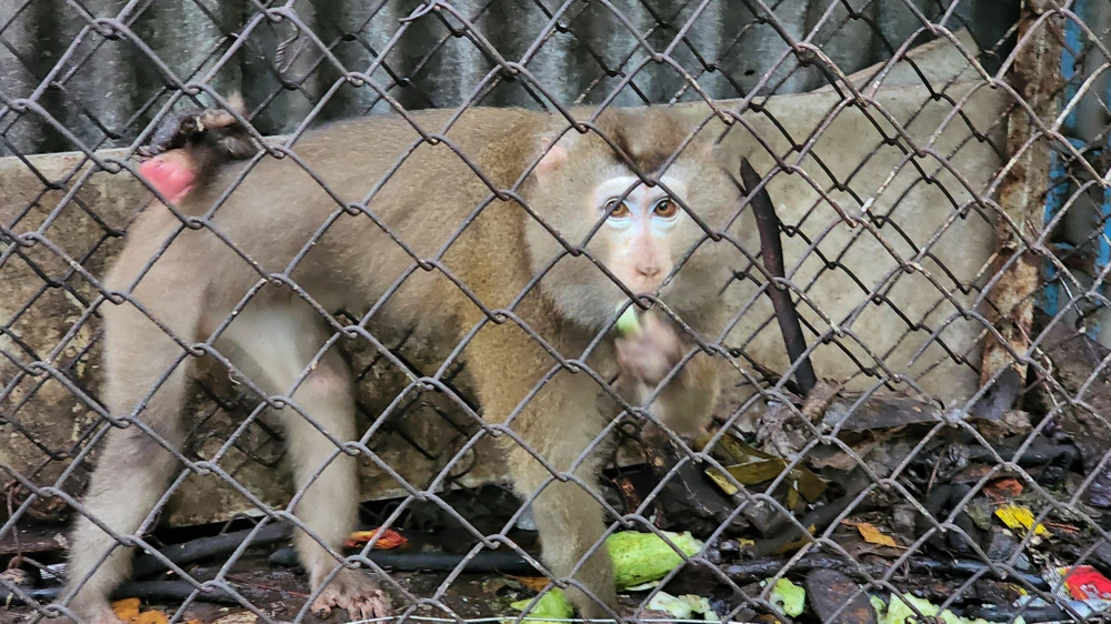 Bàn giao cho kiểm lâm khỉ đuôi lợn