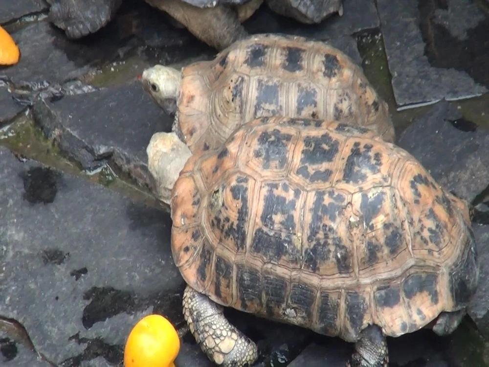 Tất cả các cá thể rùa này đều được người dân, phật tử mang tới chùa phóng sinh. Ảnh: HT