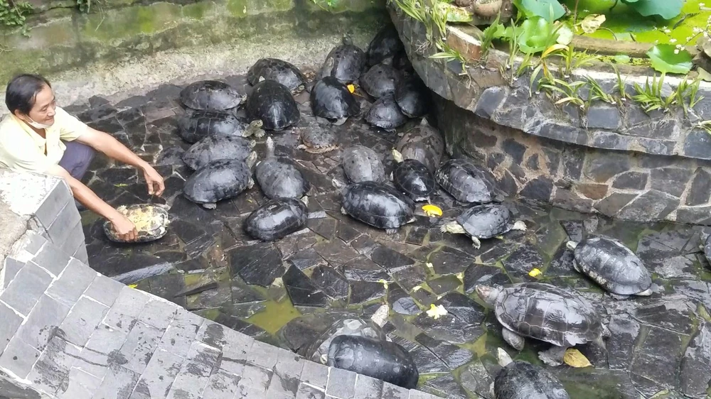 Trong số này, có các cá thể rùa đất lớn, rùa hộp lưng đen, rùa núi vàng, rùa cổ bự... thuộc nhóm IIB, trong danh mục động vật rừng nguy cấp quý hiếm. Ảnh: HT
