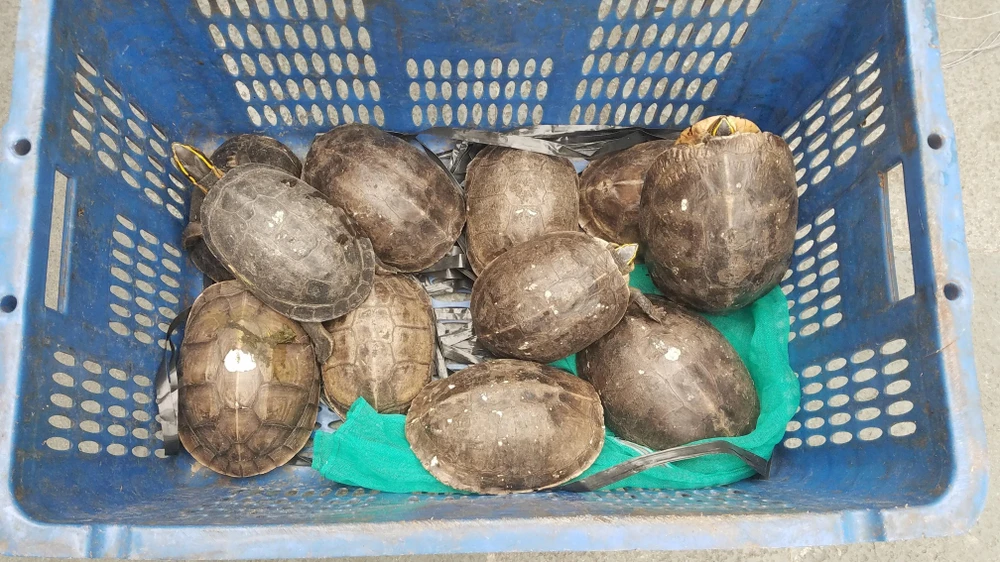 Tất cả số rùa này sẽ được đưa về trung tâm cứu hộ động vật hoang dã để chăm sóc trước khi thả về tự nhiên. Ảnh: HT