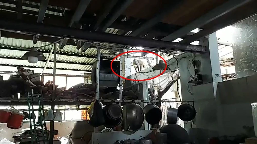 Con khỉ đực xuất hiện ở khu vực dân cư quậy phá, đập bể ly chén... Ảnh: TT