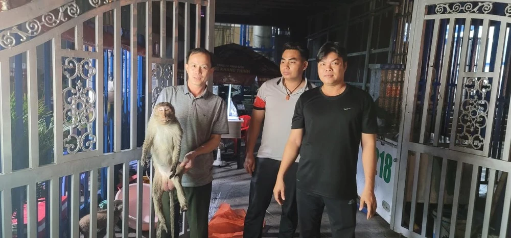 Cán bộ Chi cục Kiểm lâm TP.HCM đã đến nhà anh Tuấn để tiếp nhận con khỉ đực đuôi dài. Ảnh: TT