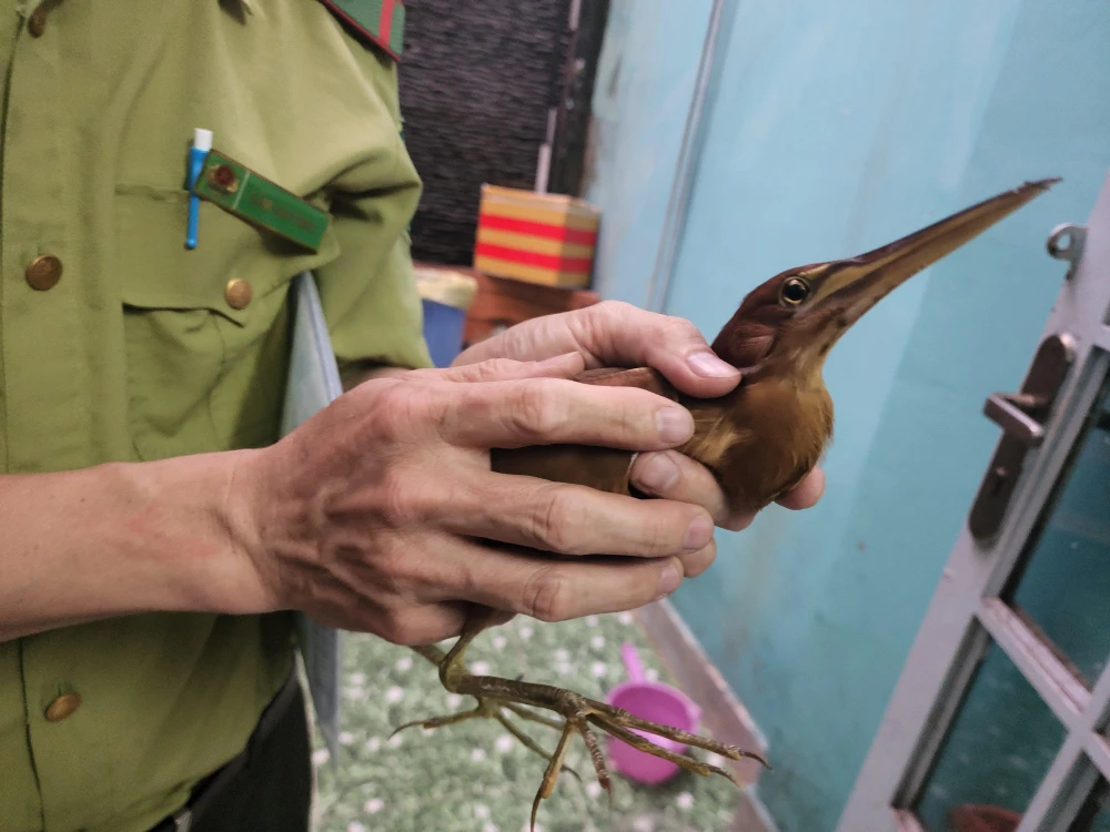 phat-hien-chim-la-go-vap-goi-bao-kiem-lam