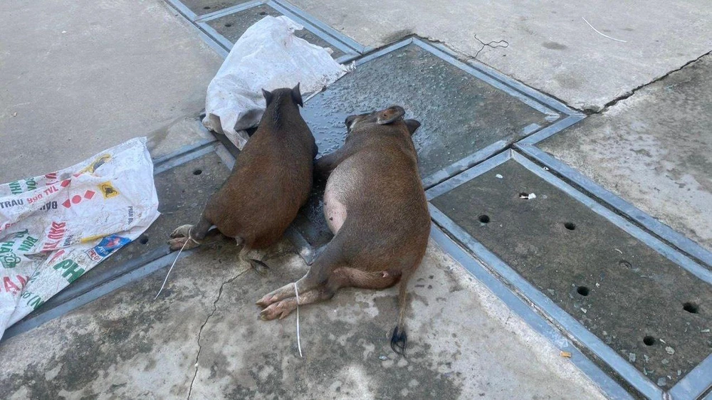 Thanh niên bắt trộm 2 con heo mọi nặng 60kg ở Bình Mỹ bat-trom-2-con-heo-o-binh-my-cu-chi-bi-bat