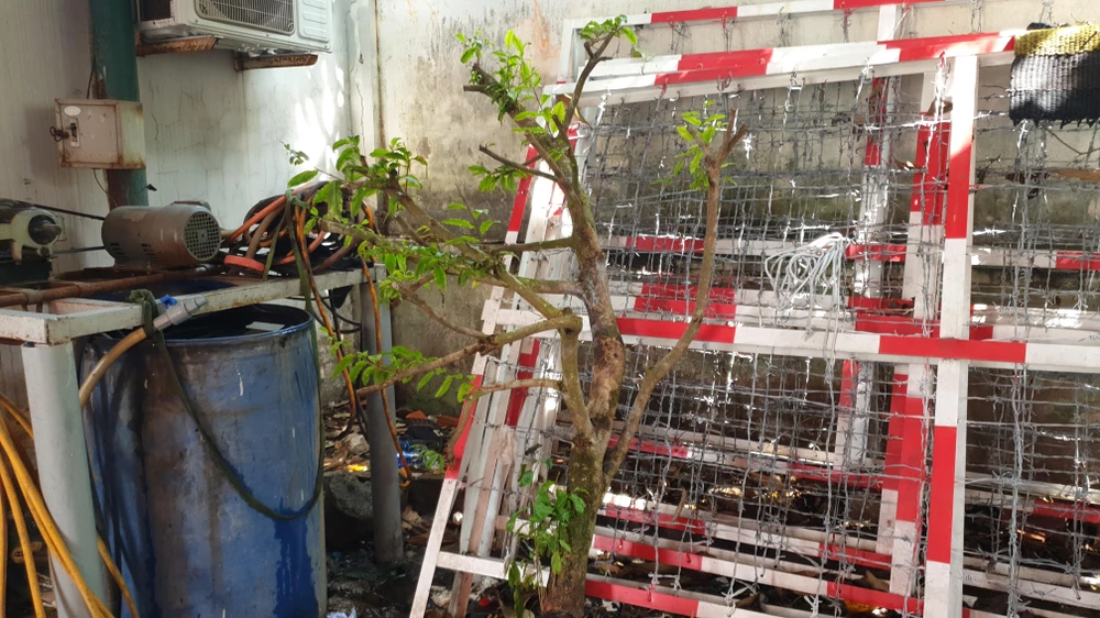 hai-thanh-nien-trom-mai-binh-tan-bi-bat