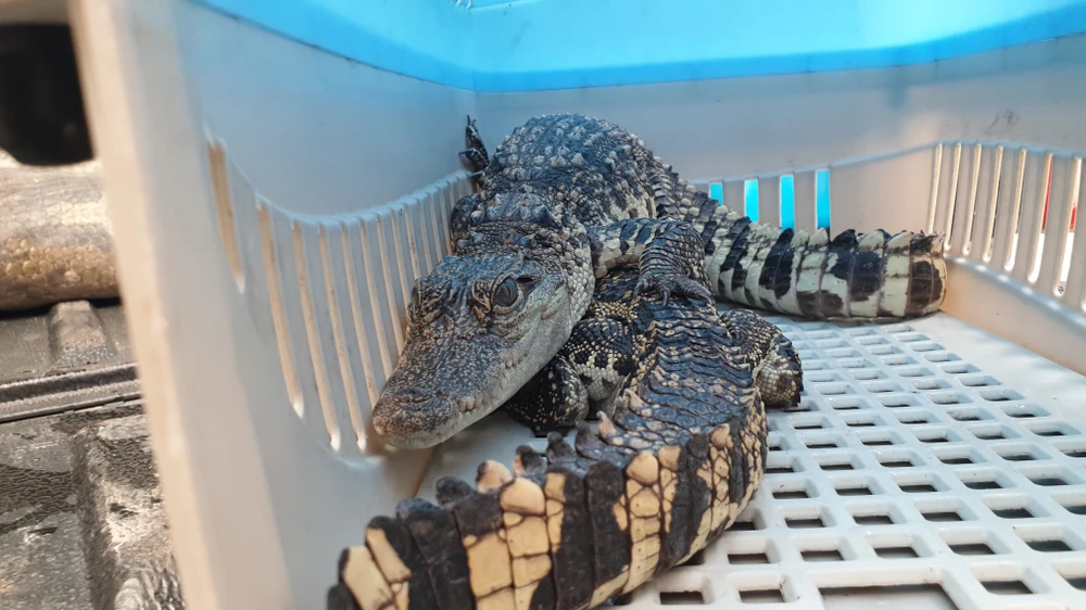 sinh-vien-ban-giao-2-con-ca-sau-cho-kiem-lam