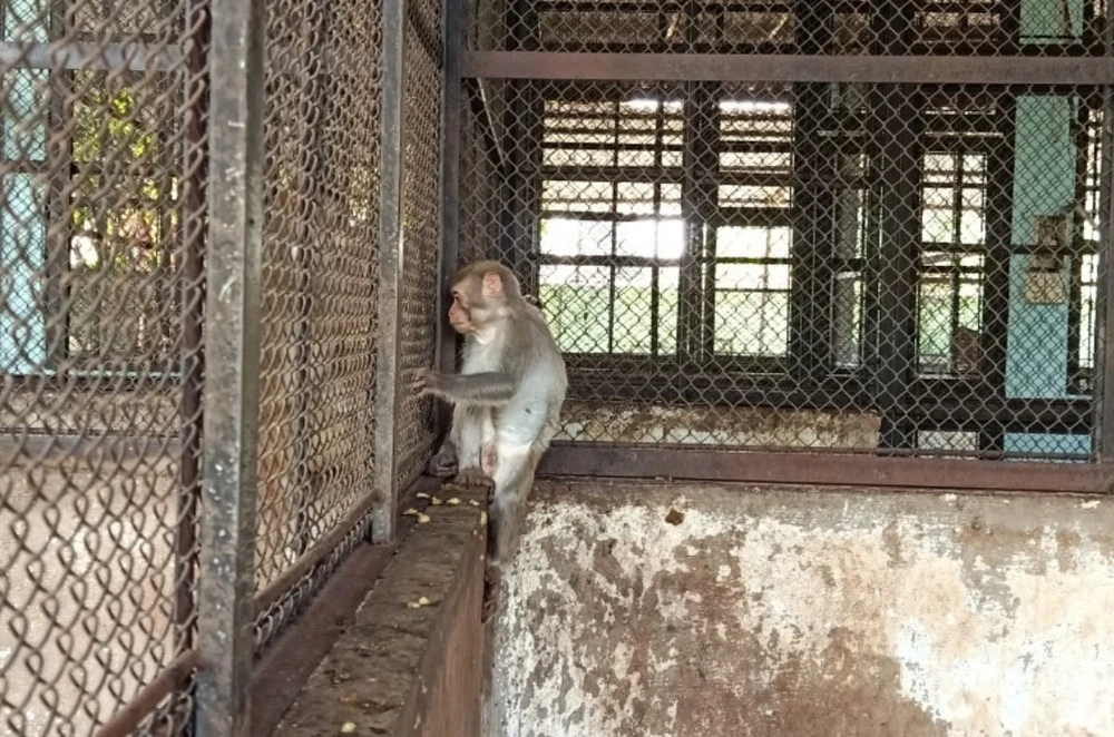 Con khỉ sau đó được đưa về trung tâm cứu hộ để chăm sóc trước khi thả về tự nhiên. Ảnh: HT