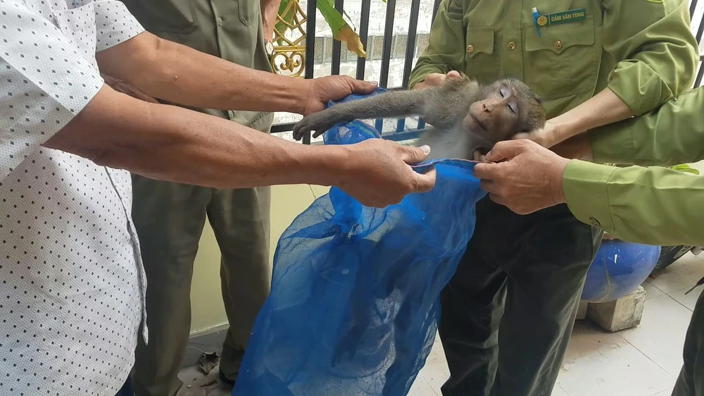 Con khỉ là khỉ đực đuôi dài, nặng chừng 6,5 kg, sức khỏe tốt. Ảnh: HT