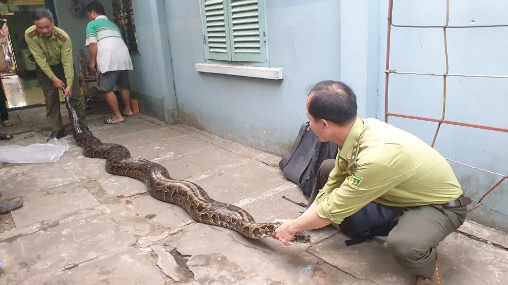 Con trăn 63kg được người dân bàn giao cho kiểm lâm. Ảnh: NT