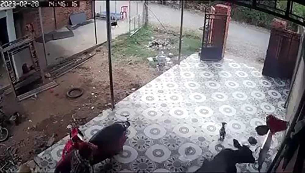 Khi bị đuổi ra, con bò húc khiến cháu bé bị thương. Ảnh chụp từ clip