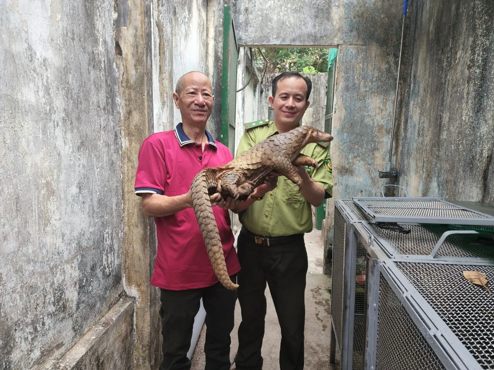 Con tê tê sau đó được ông Hoàng bàn giao cho kiểm lâm. Ảnh: HT