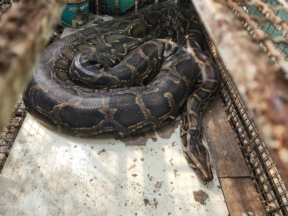 Con trăn đất cái nặng khoảng 38 kg sẽ được đưa về Trung tâm cứu hộ động vật hoang dã ở Củ Chi chăm sóc trước khi thả về tự nhiên. Ảnh: HT