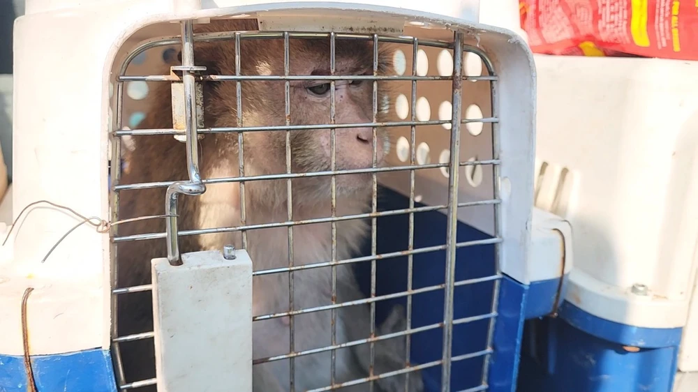 bàn giao khỉ đuôi lợn và khỉ đuôi dài thủ đức