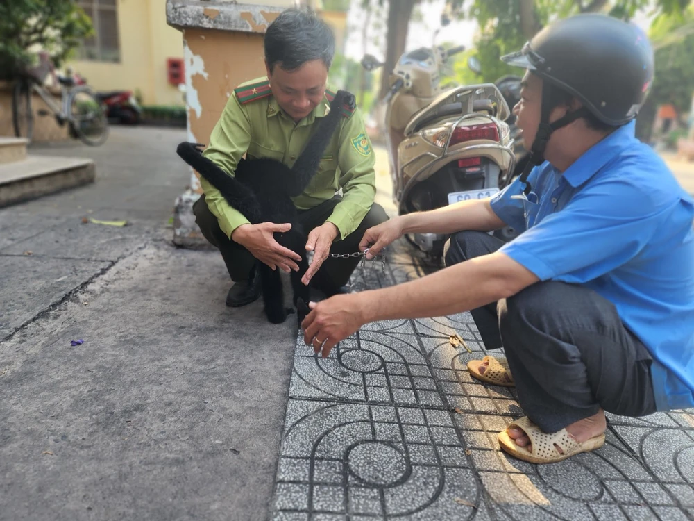 Con vượn sẽ được đưa về trung tâm cứu hộ động vật hoang dã Củ Chi chăm sóc trước khi thả về tự nhiên. Ảnh: HT Con vượn sẽ được đưa về trung tâm cứu hộ động vật hoang dã Củ Chi chăm sóc trước khi thả về tự nhiên. Ảnh: HT