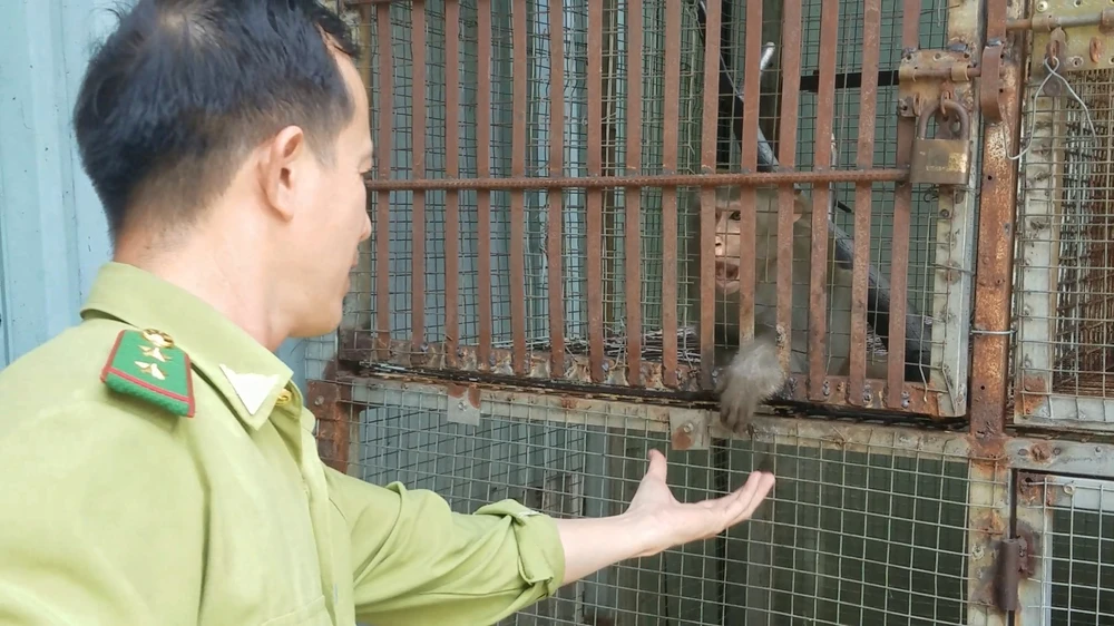 Kiểm lâm đã tới nơi, tiếp nhận con khỉ đưa về cứu hộ, chăm sóc. Ảnh: HT