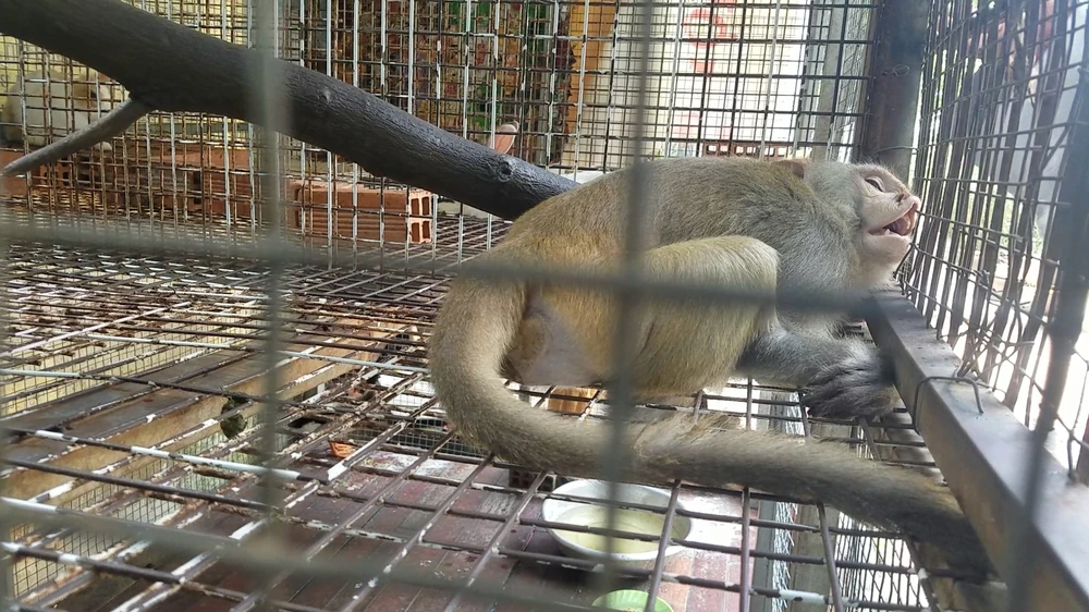 Con khỉ đực đuôi dài, nặng 7kg. Ảnh: HT