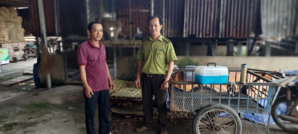 Lực lượng kiểm lâm sau đó gây mê con khỉ và đưa về cứu hộ, chăm sóc. Ảnh: HT