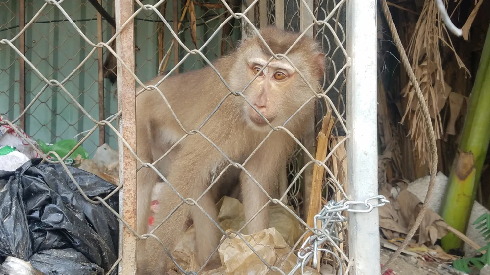 Việc nuôi nhốt khỉ vừa tiềm ẩn nguy hiểm và vi phạm các quy định của pháp luật. Ảnh: HT