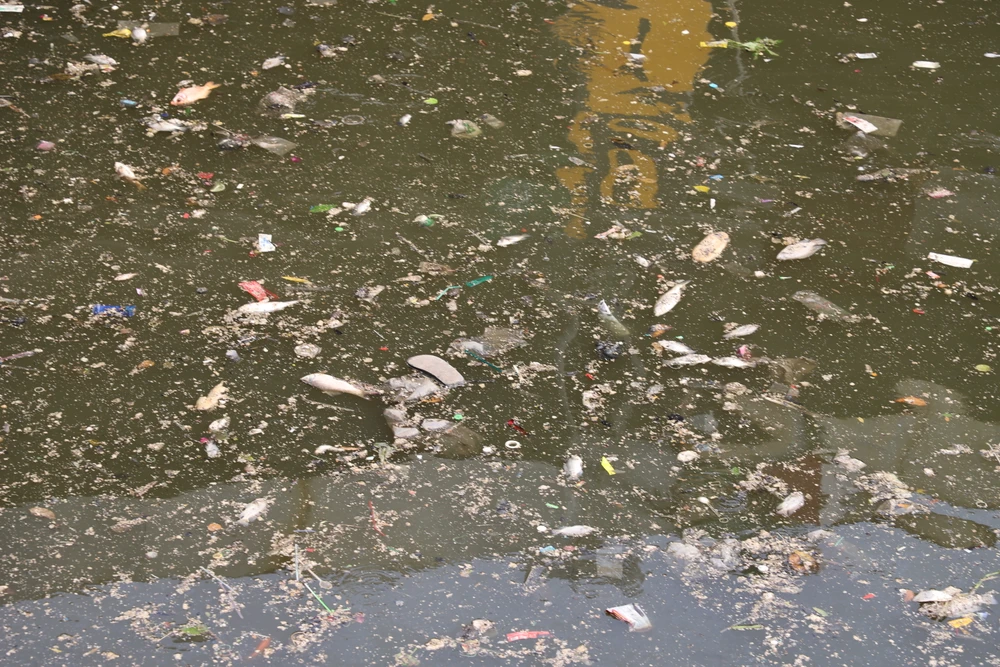 Tình trạng cá chết xuất hiện nhiều ở kênh Nhiêu Lộc - Thị Nghè vào hàng năm, khi mùa mưa bắt đầu. Ảnh: HT