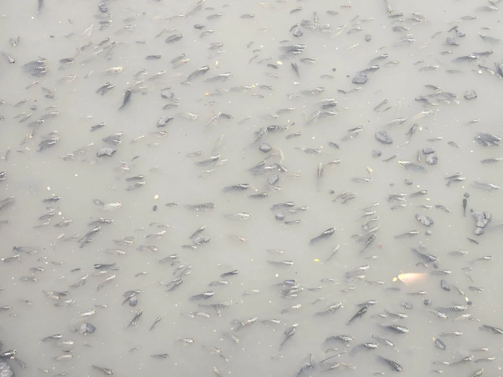 Việc cá chết thường xuất hiện sau những cơn mưa lớn đầu mùa đổ xuống địa bàn TP.HCM. Ảnh: HT