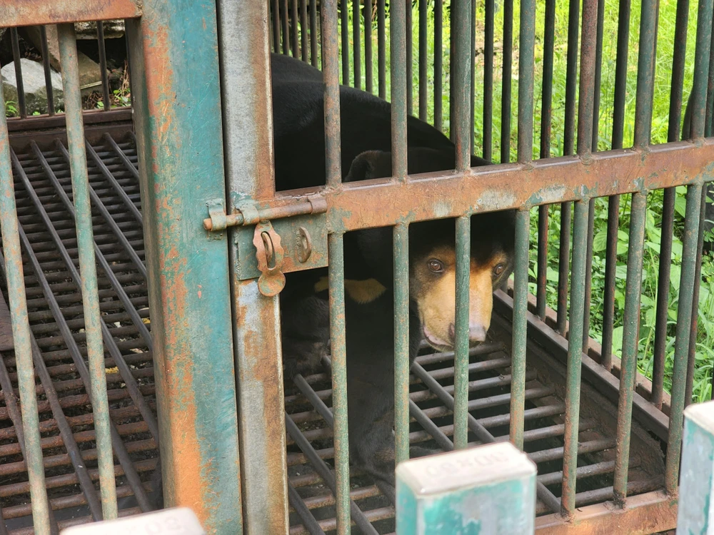 Con gấu chó được bàn giao cho kiểm lâm đưa về trung tâm cứu hộ. Ảnh: HT Con gấu chó được bàn giao cho kiểm lâm đưa về trung tâm cứu hộ. Ảnh: HT