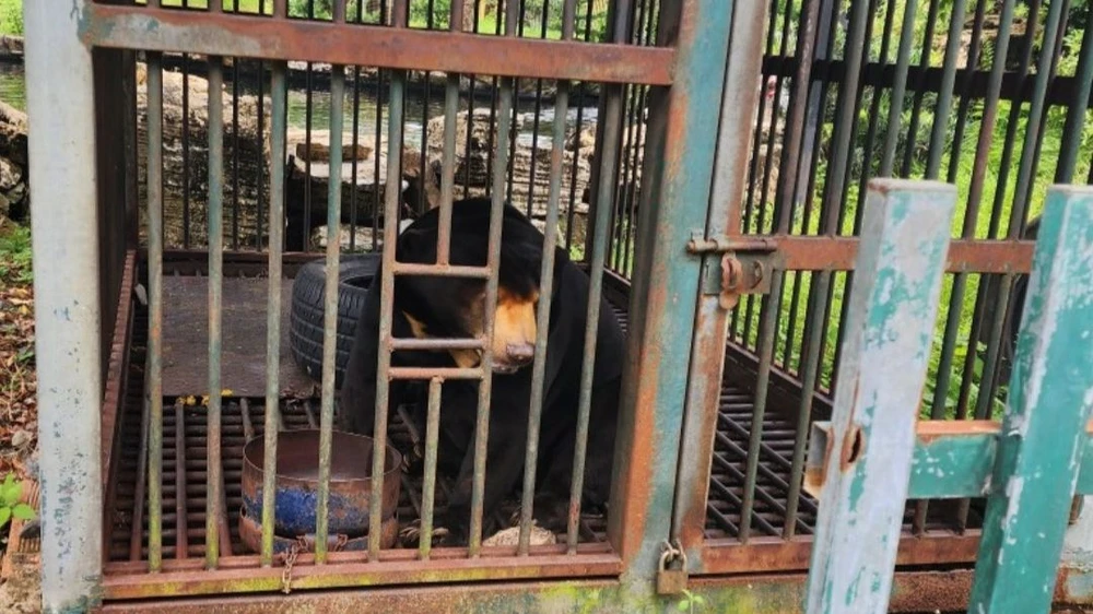 Đây là con gấu chó đực, nặng khoảng 65kg được một người dân ở huyện Củ Chi nuôi chừng 6 năm nay. Ảnh: HT Đây là con gấu chó đực, nặng khoảng 65kg được một người dân ở huyện Củ Chi nuôi chừng 6 năm nay. Ảnh: HT