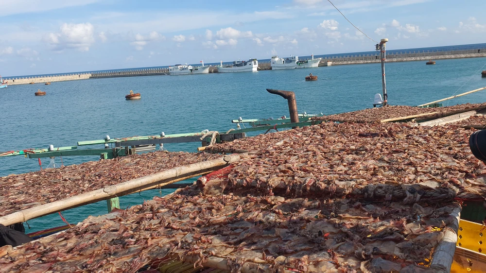 Ngư trường Trường Sa là ngư trường mà ngư dân Việt Nam đã nhiều đời bám biển, đánh bắt hải sản. Nơi đây cũng tập trung nhiều loại hải sản có giá trị kinh tế rất cao. Ảnh: NT