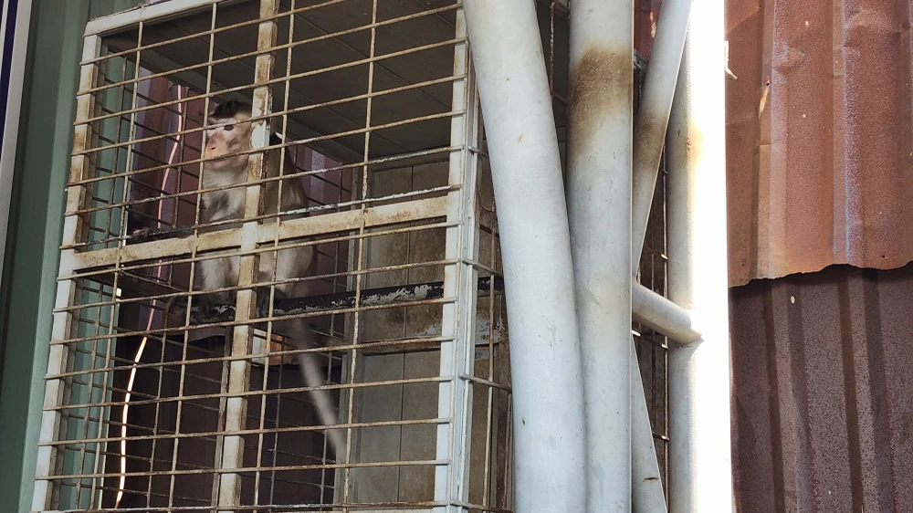 Kiểm lâm TP.HCM đã thổi thuốc gây mê, tiếp nhận con khỉ đuôi dài do người dân giao nộp. Ảnh: HT