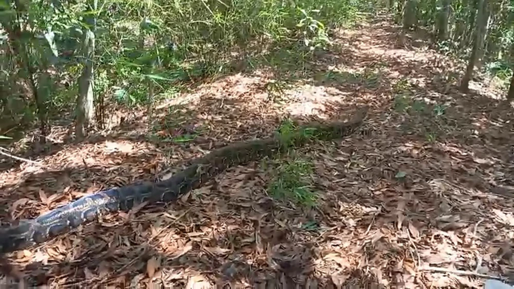 Trong số này có con trăn lớn nhất trong vòng hơn 10 năm mà Kiểm lâm TP.HCM từng tiếp nhận. Ảnh: KL