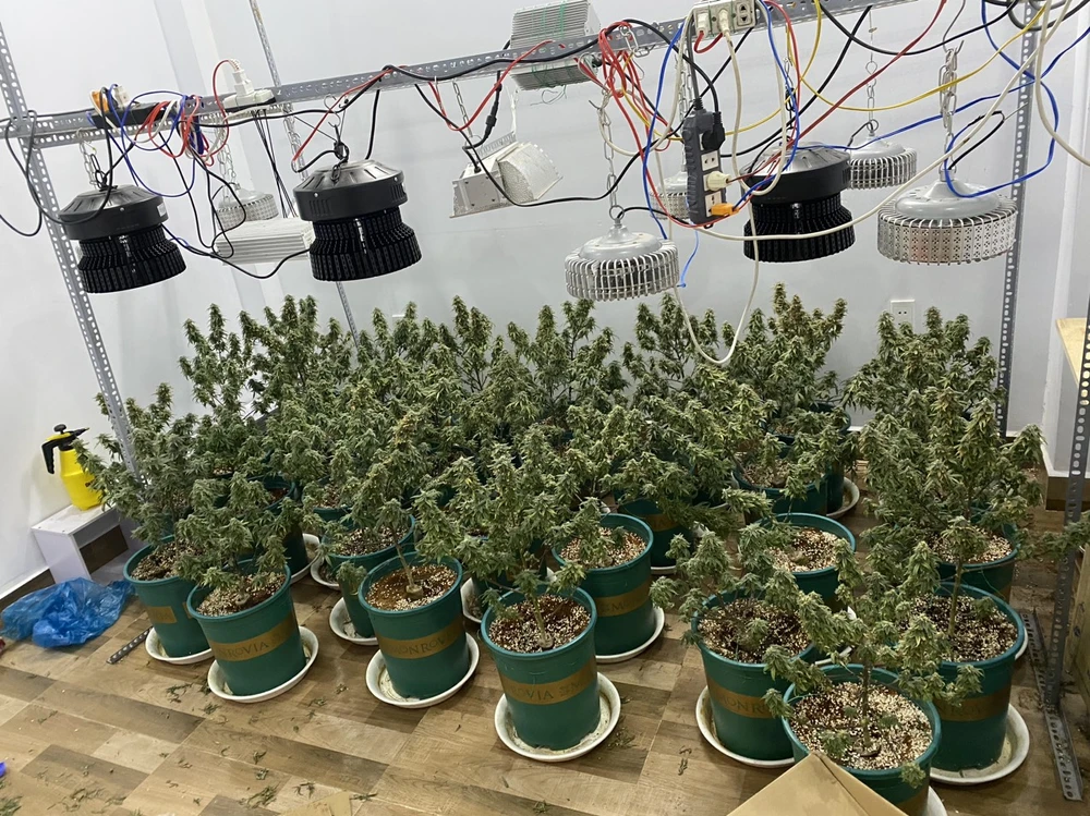 Số cây cần sa được Năng mua hạt giống với giá 4,5 triệu đồng rồi tự gieo trồng. Ảnh: CA Số cây cần sa được Năng mua hạt giống với giá 4,5 triệu đồng rồi tự gieo trồng. Ảnh: CA