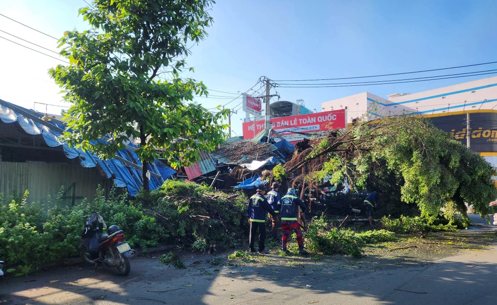 TP.HCM dọn dẹp cây xanh ngã đổ sau cơn mưa lớn đêm Tết Đoan Ngọ ảnh 3