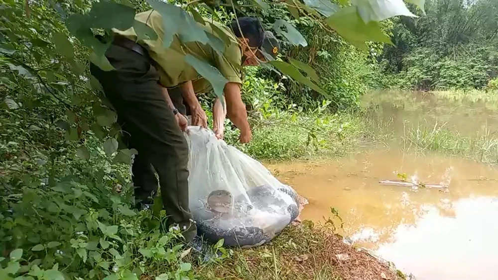 Chi cục Kiểm lâm TP.HCM đã thả tổng cộng 60 cá thể động vật hoang dã về tự nhiên. Ảnh: KL